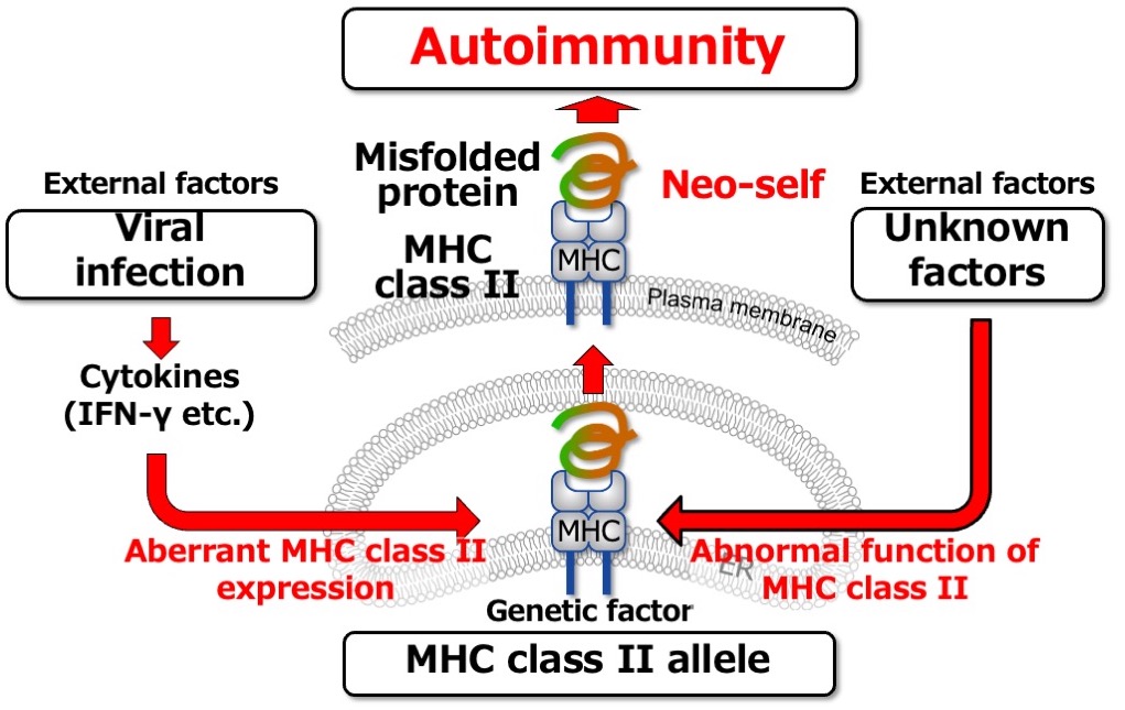 autoimmune