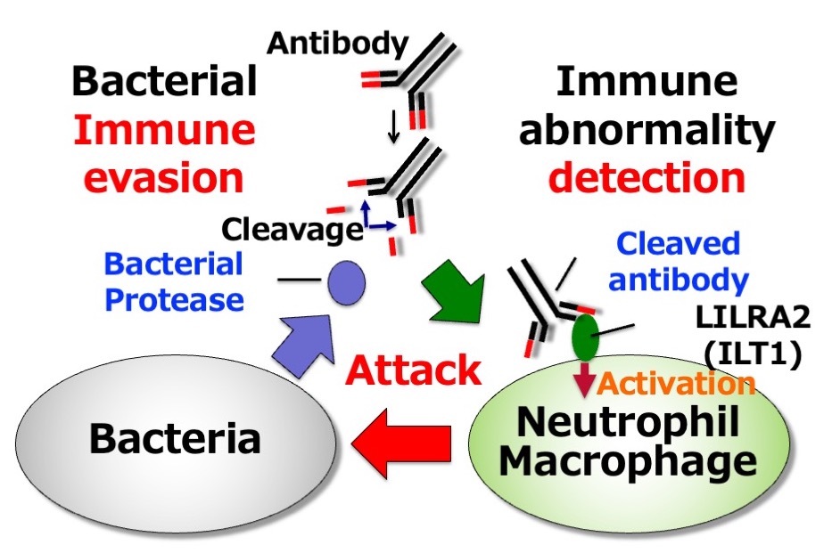 bacteria